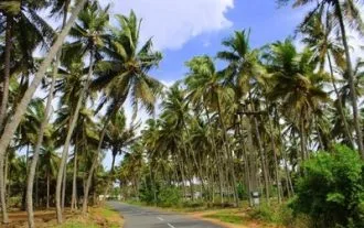 Alam Coconut Trees