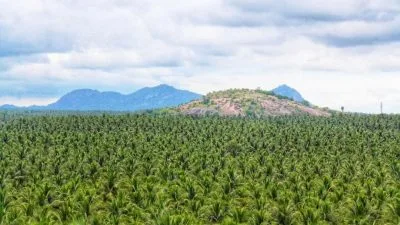 Coconut Plantation Pollachi
