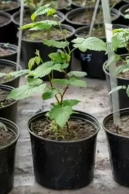 Coco Pith Blackberries1