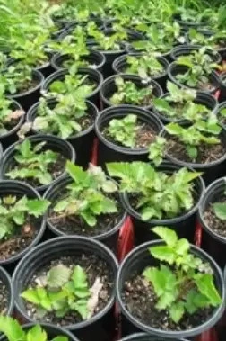 Coco Pith Blackberries2