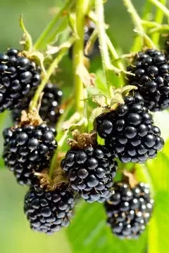 Coco Pith Blackberries3