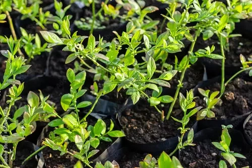 Coco Pith Blueberries1