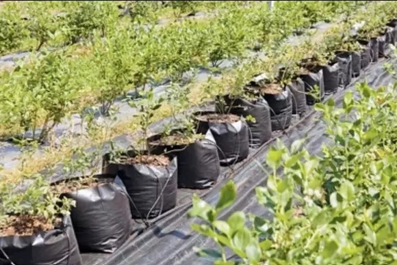 Coco Pith Blueberries2