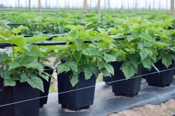 Coco Pith Raspberries2