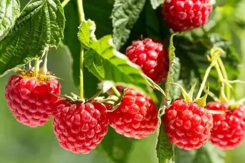 Coco Pith Raspberries3