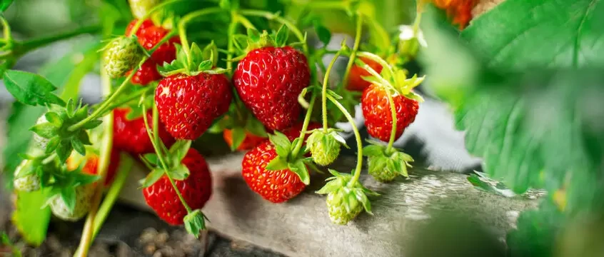 Strawberries