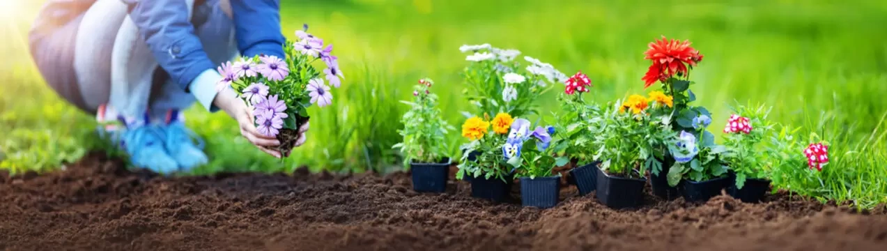 Coco Pith Flowers Roses Lilies