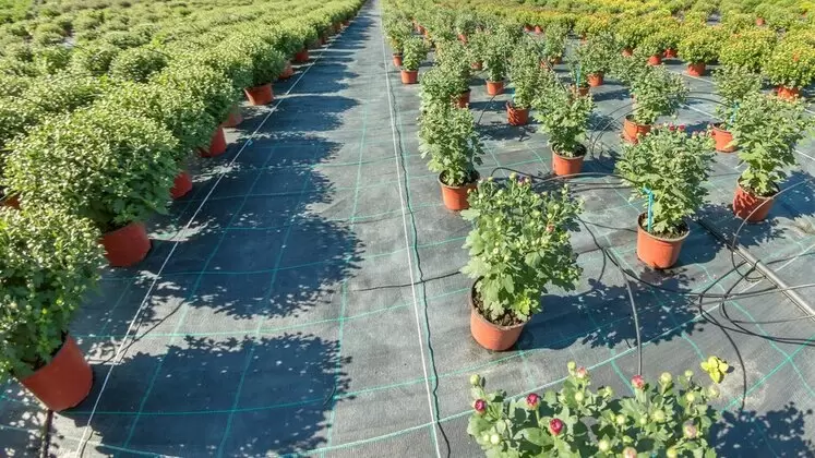 Outdoor Plant Nursery Potted Plants Pots