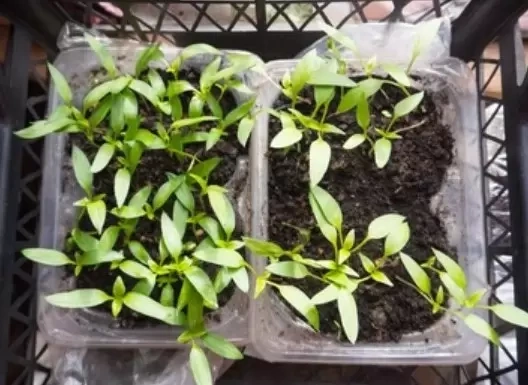 Coco Pith Bellpepper1