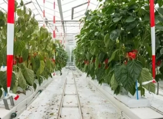 Coco Pith Bellpepper2