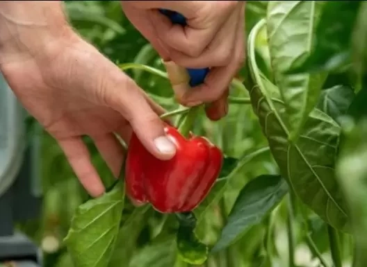 Coco Pith Bellpepper3