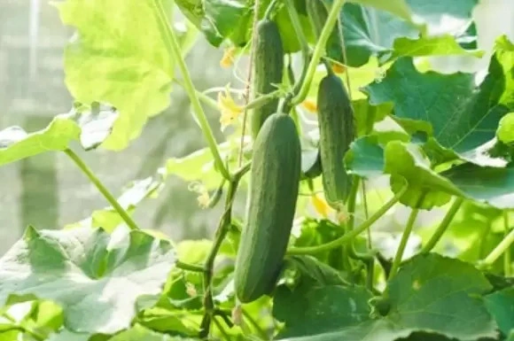 Coco Pith Cucumber3
