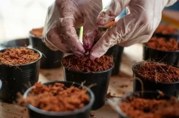 Cocopeat Vegetable1
