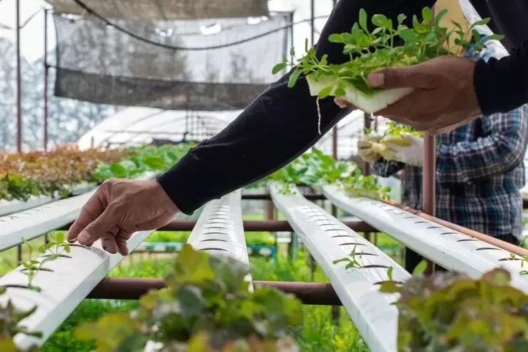 Organic Hydroponics Vegetable Growbags