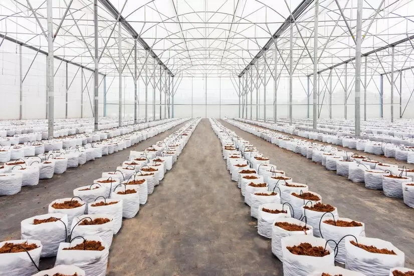 Coco Pith Greenhouse Cultivation
