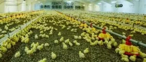 Poultry Bedding