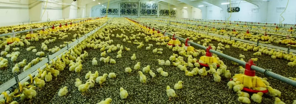 Poultry Farm Bedding