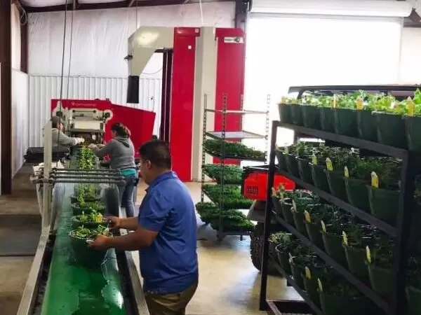 Coco Pith Potting Soil Labor 600x450