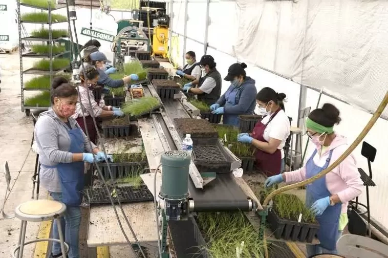 Coco Pith Potting Soil Producer2