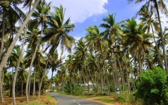 alam-coconut-trees